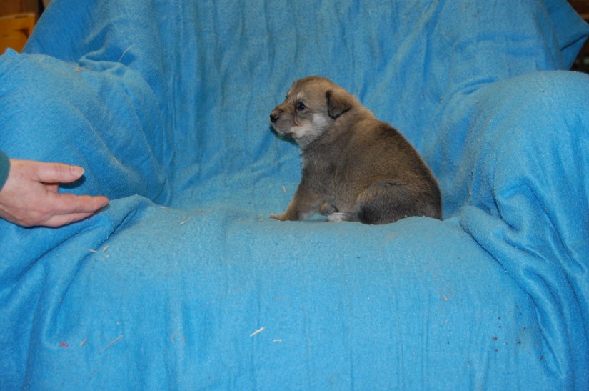 Puppy #1 female 2-20-18 #3