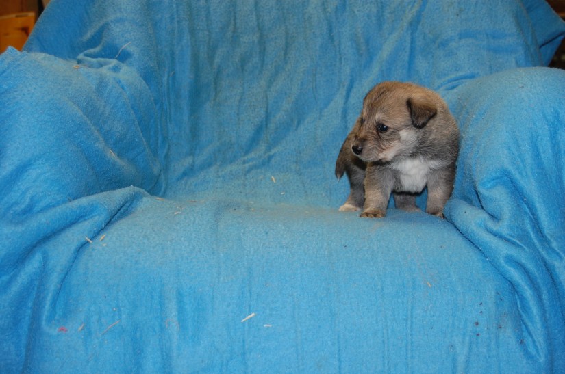 Puppy #1 female 2-20-18 #4