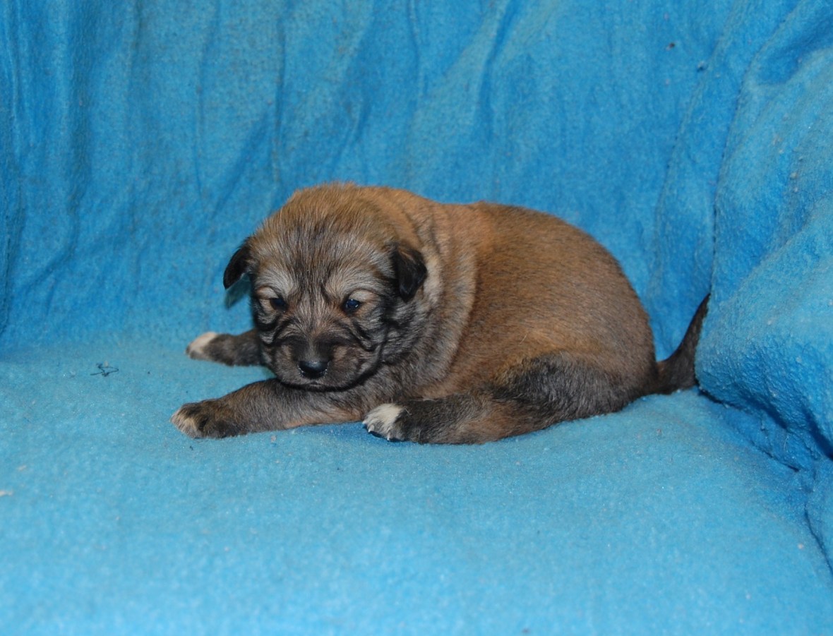 Puppy #2 male 2-10-18 picture #1