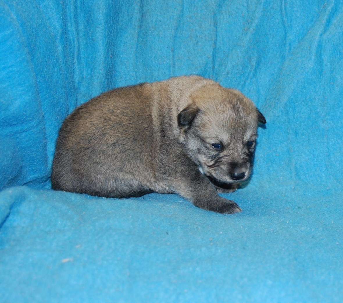 Puppy #3 female 2-10-18 Picture #3