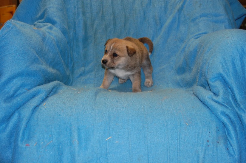 Puppy #3 female 2-20-18 #4