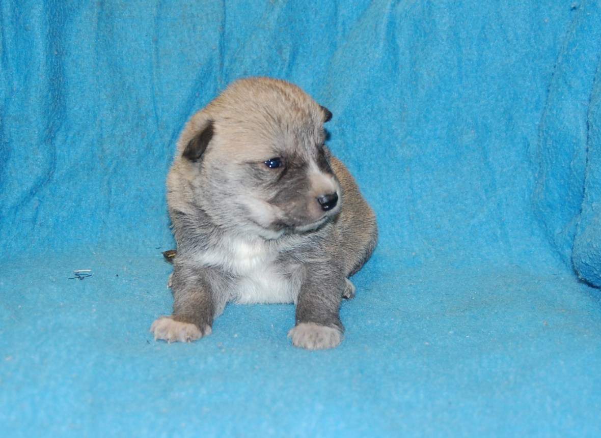 Puppy #4 male 2-10-18 Picture #1