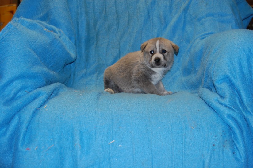 Puppy #4 male 2-20-18 #4