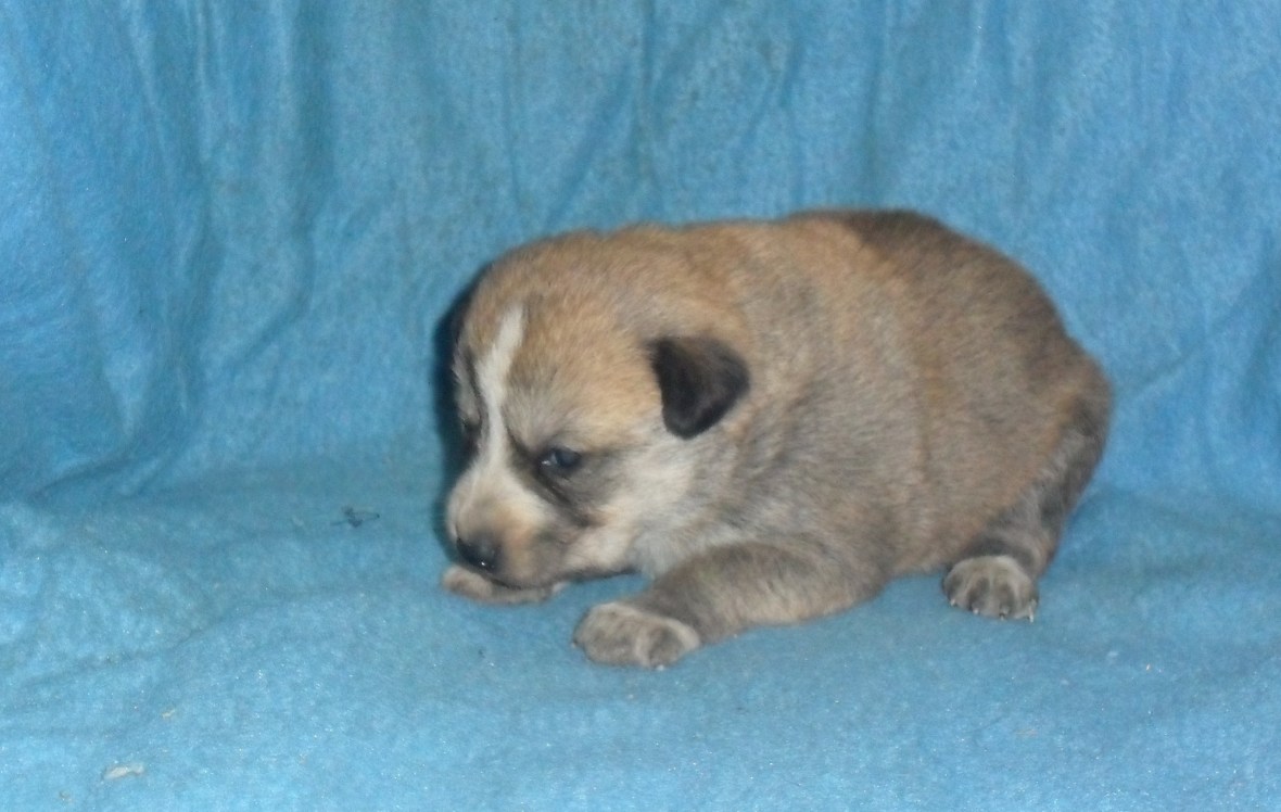 Puppy #5 female 2-10-18 picture #1