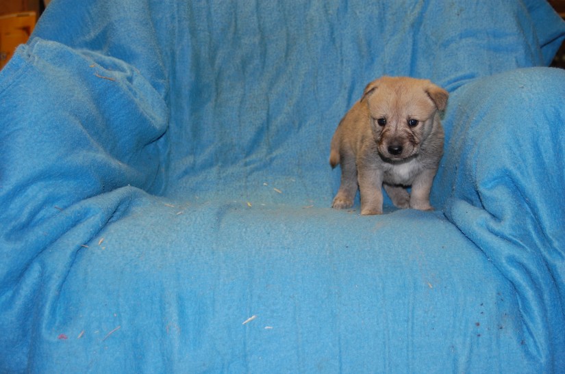 Puppy #5 female 2-20-18 #3