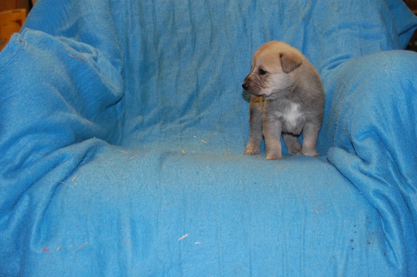 Puppy #5 female 2-20-18 #4