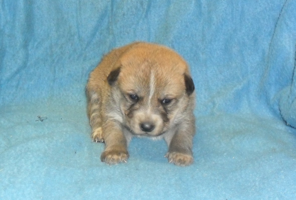 Puppy #6 male 2-10-18 picture #1