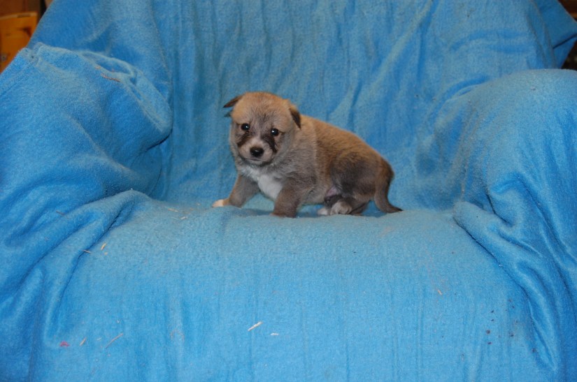 Puppy #6 male 2-20-18 #3