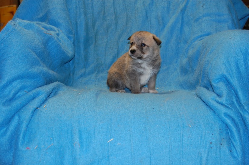 Puppy #6 male 2-20-18 #5