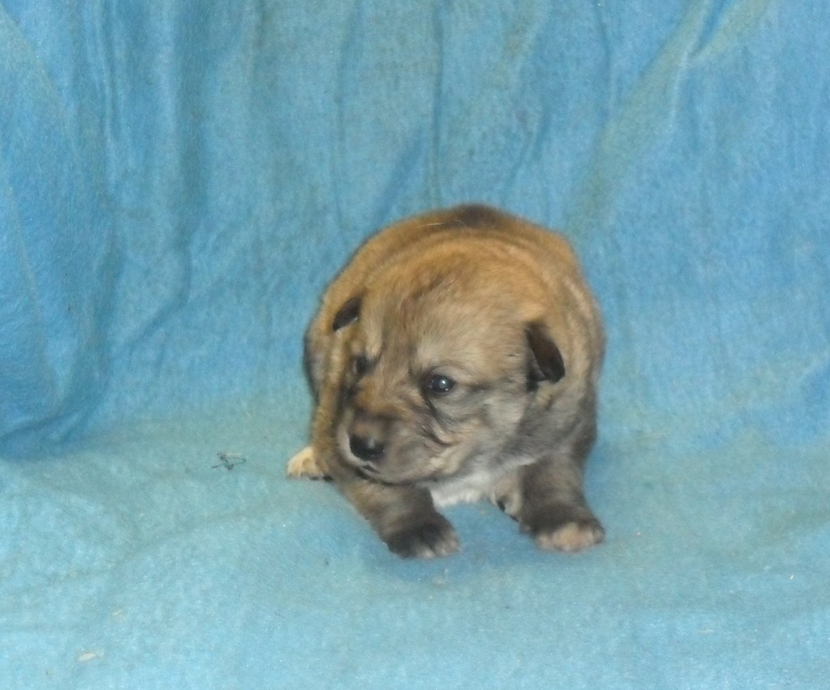 Puppy #7 female 2-10-18 picture #1