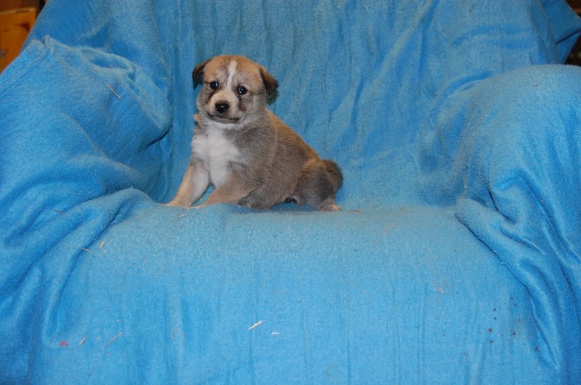 Puppy #7 female 2-20-18 #5